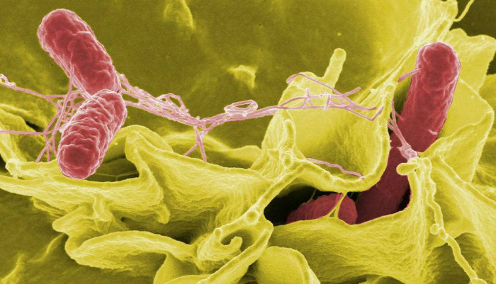 Bacterias de Salmonella